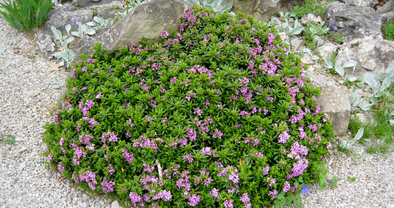 Daphne species